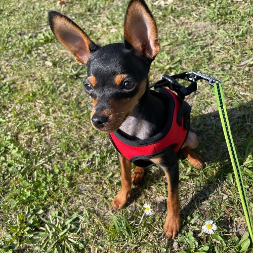 dobby_mini_pin_1617284268_2542287164541931078_2030954198